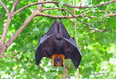 蝙蝠跑進來家裡|蝙蝠資訊站 Bats information about Taiwan